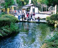 南阿蘇村湧泉群