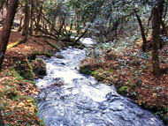山吹水源